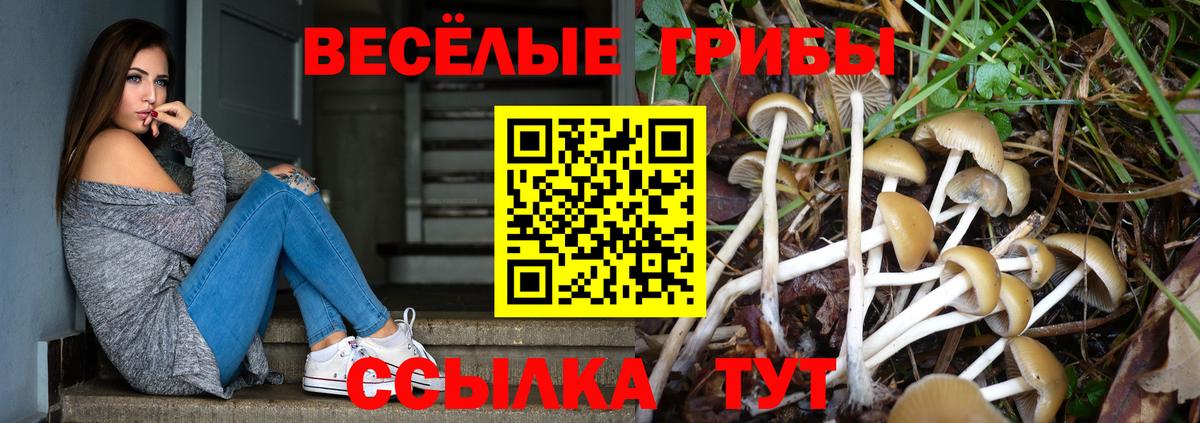 Галлюциногенные грибы Psilocybe  Вход с VPN  Чернушка 